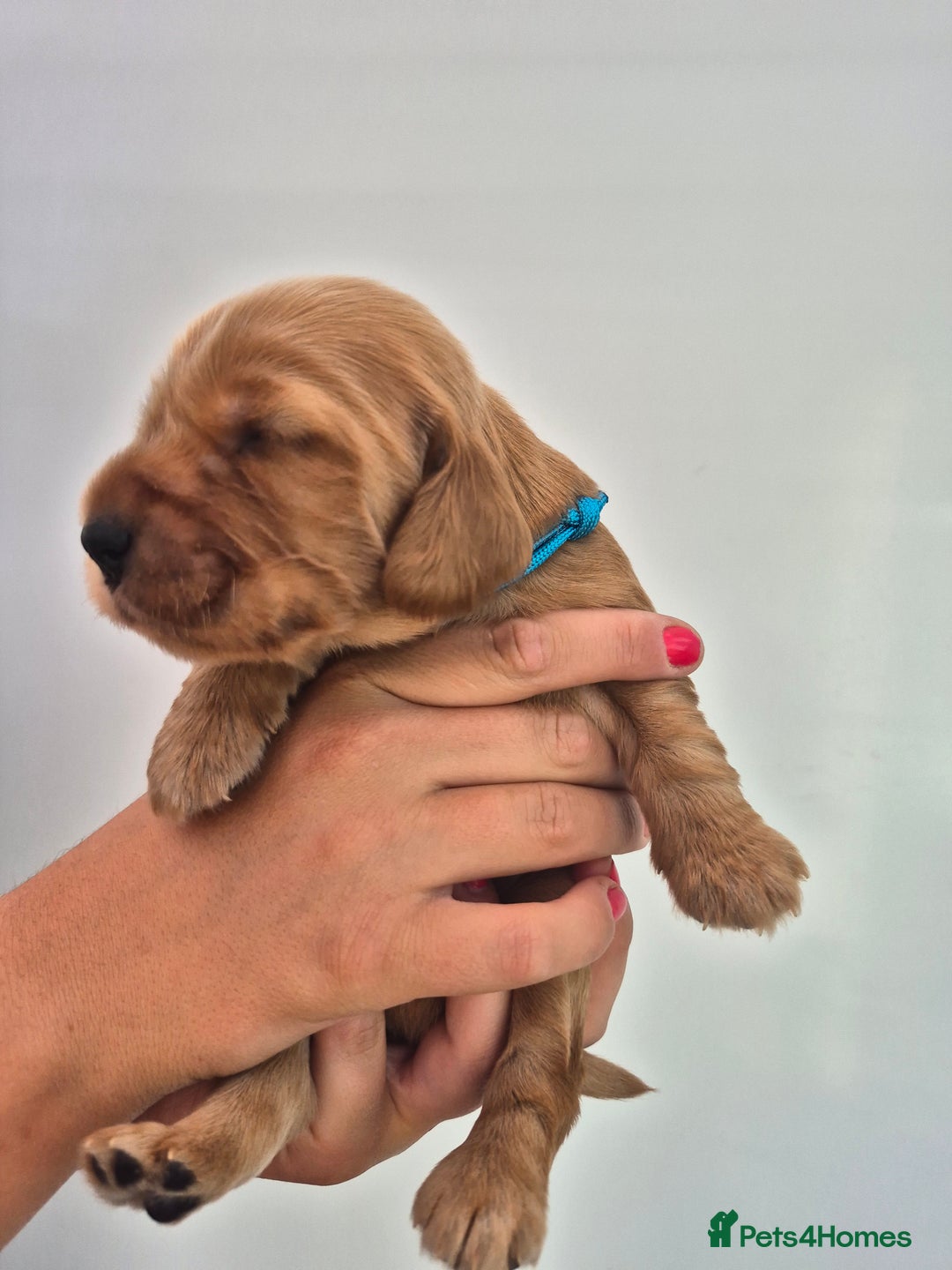 Cocker Spaniel dogs for sale: Kc reg Cocker Spaniels  - Image 2