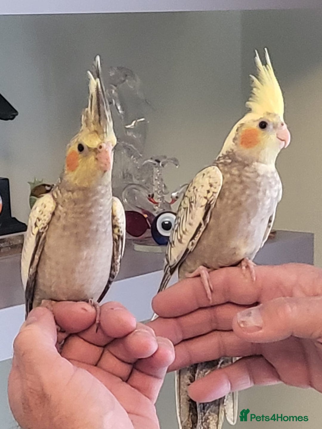 Cockatiels birds for sale: Hand reared cocktails very tame lovely birds  - Image 7