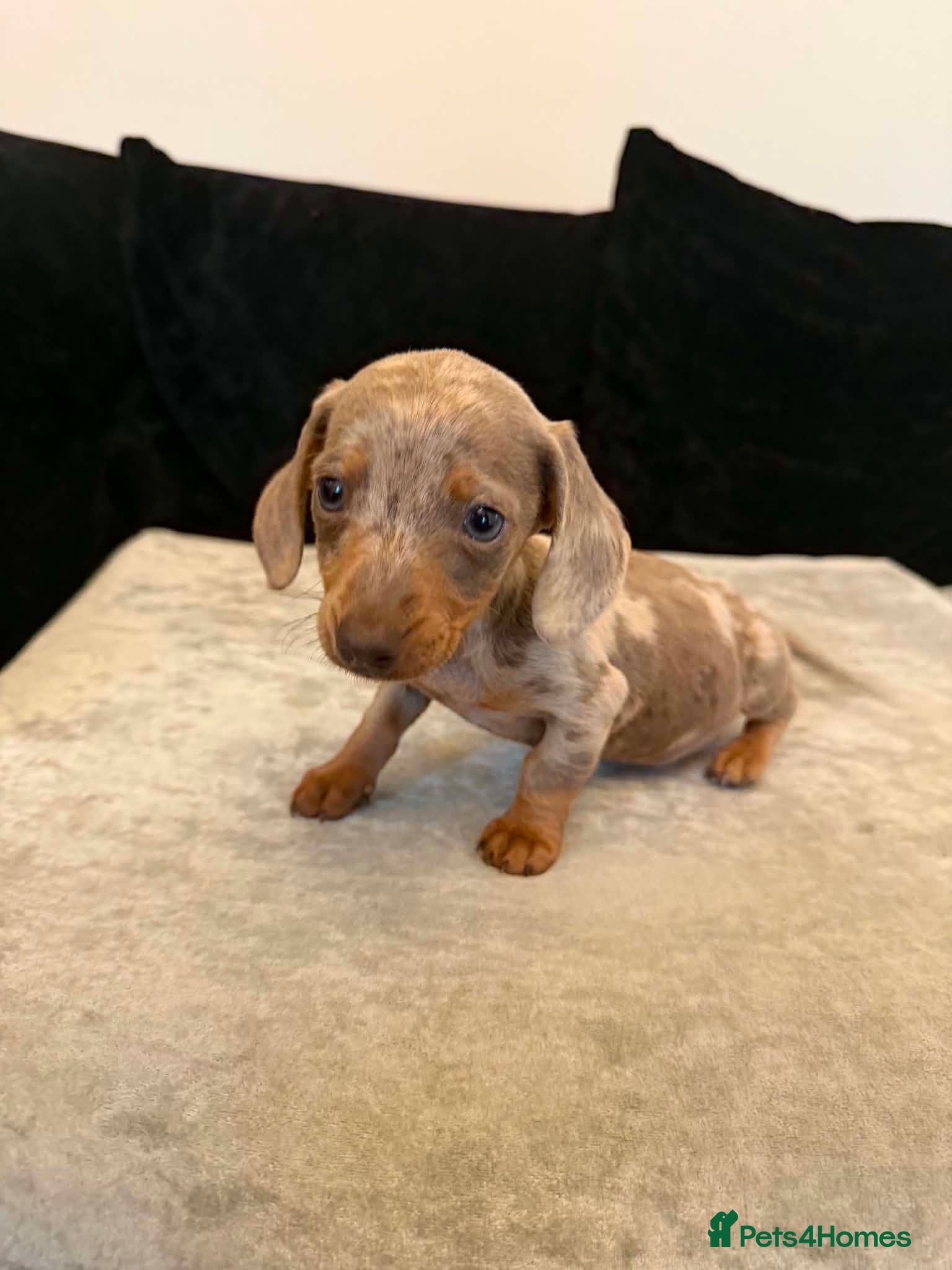 Dachshund dogs Miniature Dachshund  - Advert 7