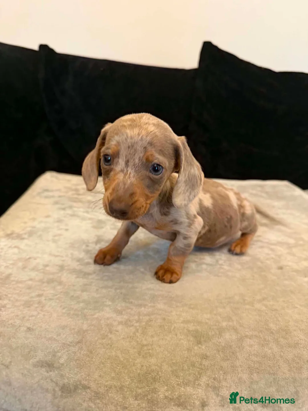 Dachshund dogs for sale: Miniature Dachshund  in Nelson - Advert 1