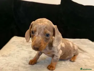 Dachshund dogs Miniature Dachshund - Advert 1