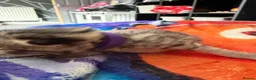 Mixed Breed cats for sale: Beautiful kittens and Mummy - Advert 3