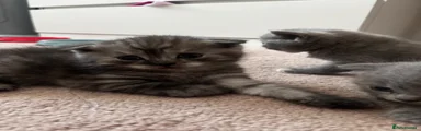 Scottish Fold 2