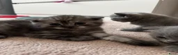 Scottish Fold cats for sale:  Scottish fold x  BSH 8 week old kittens  - Advert 11