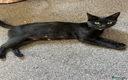 Domestic Shorthair cats for sale: domestic shorthair cats  - Image 5