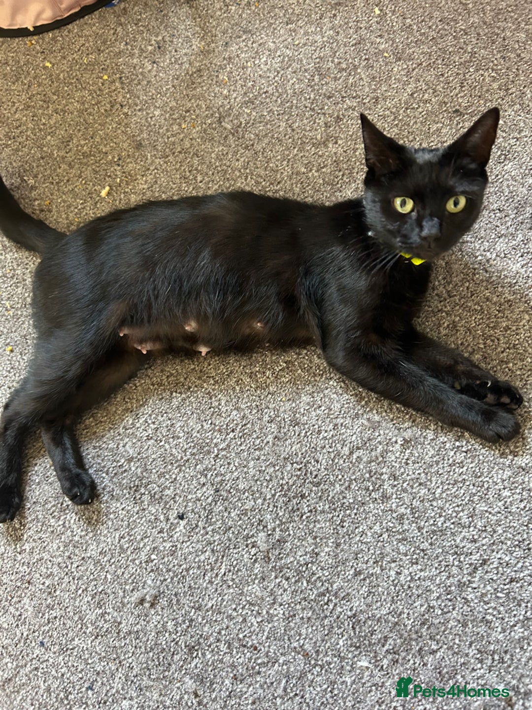 Domestic Shorthair cats for sale: domestic shorthair cats  - Image 5