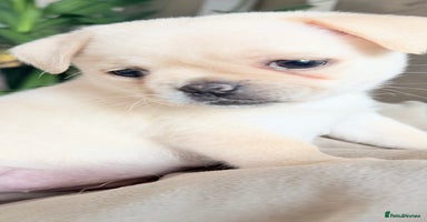 Mixed Breed dogs - Advert 10