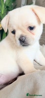 Mixed Breed dogs - Advert 10