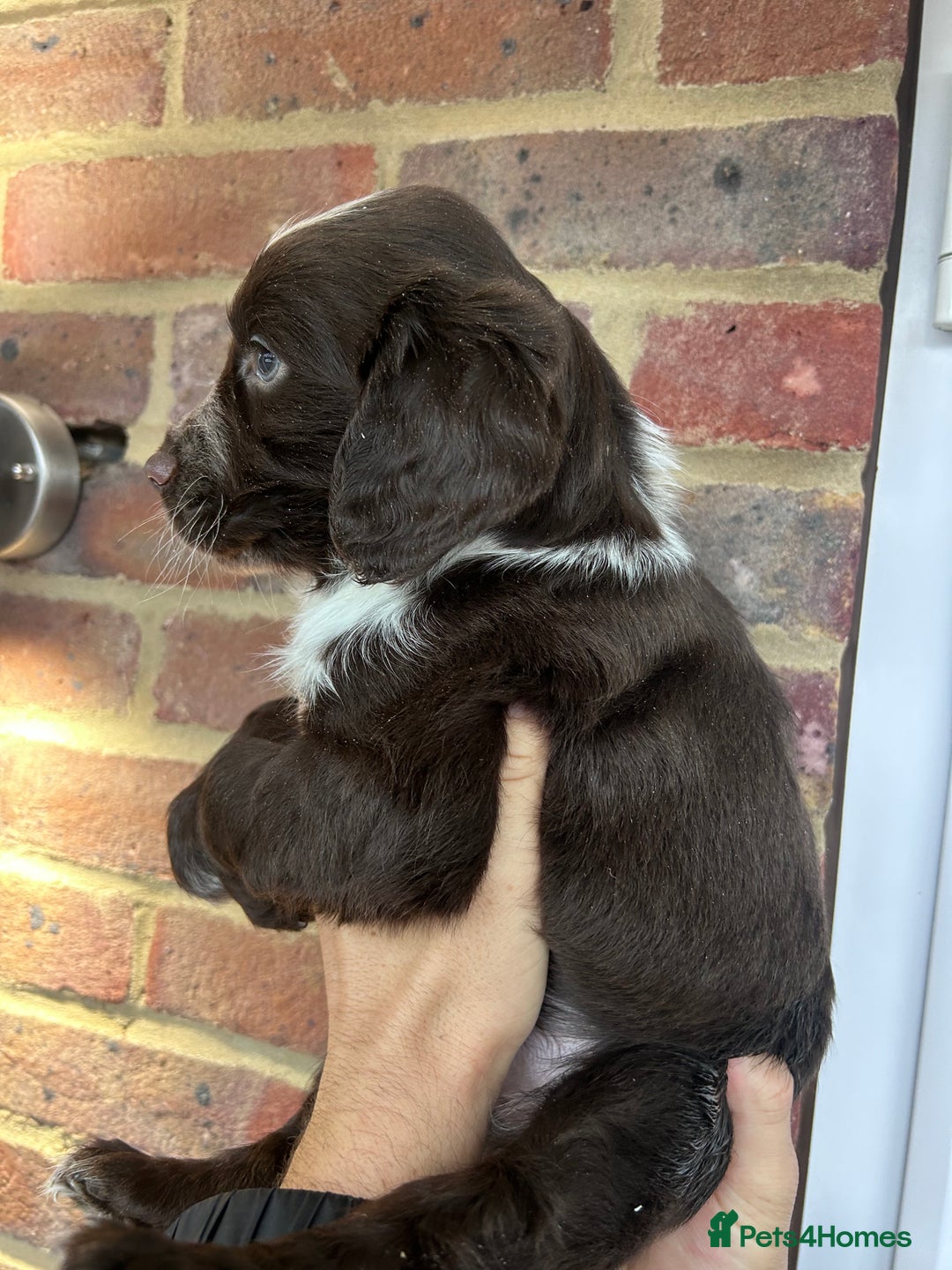 Cocker Spaniel dogs for sale: 2 female beautiful cocker spaniel puppies  - Advert 4