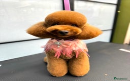Toy Poodle dogs for stud: MULTI-AWARD WINNING SHOW DOG FOR STUD✨🐩 - Image 11