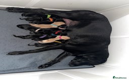 Labrador Retriever dogs for sale: Labrador puppies  - Image 12