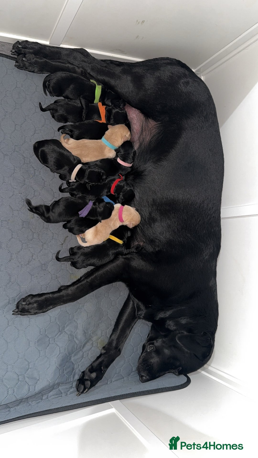 Labrador Retriever dogs for sale: Labrador puppies  - Image 12