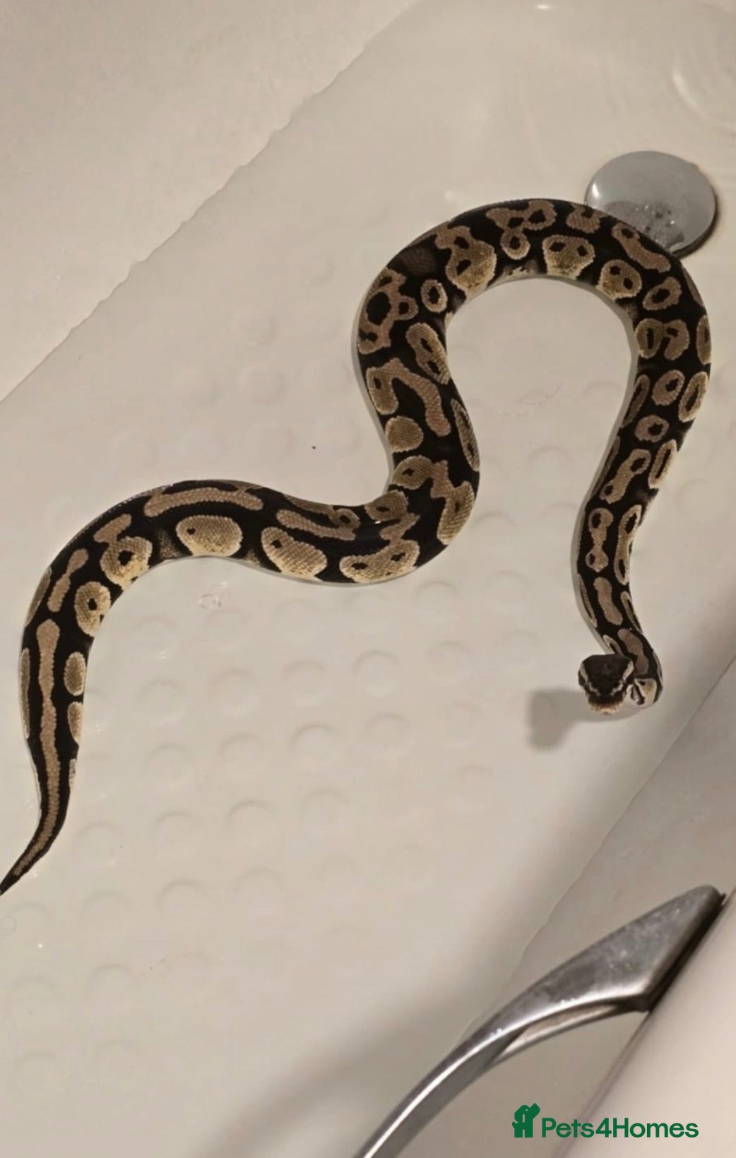 Python Snake reptiles Female Ball Python with entire setup- Hand Tamed - Advert 1