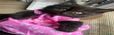 British Shorthair Kitten 2