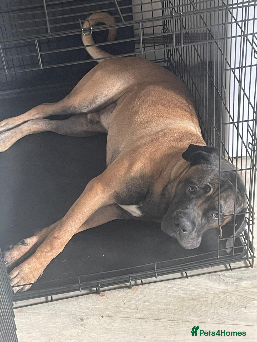 Cane Corso dogs for sale: 11 month Odin - Advert 2