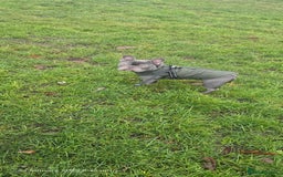 French Bulldog dogs for sale: French bulldog  - Image 11