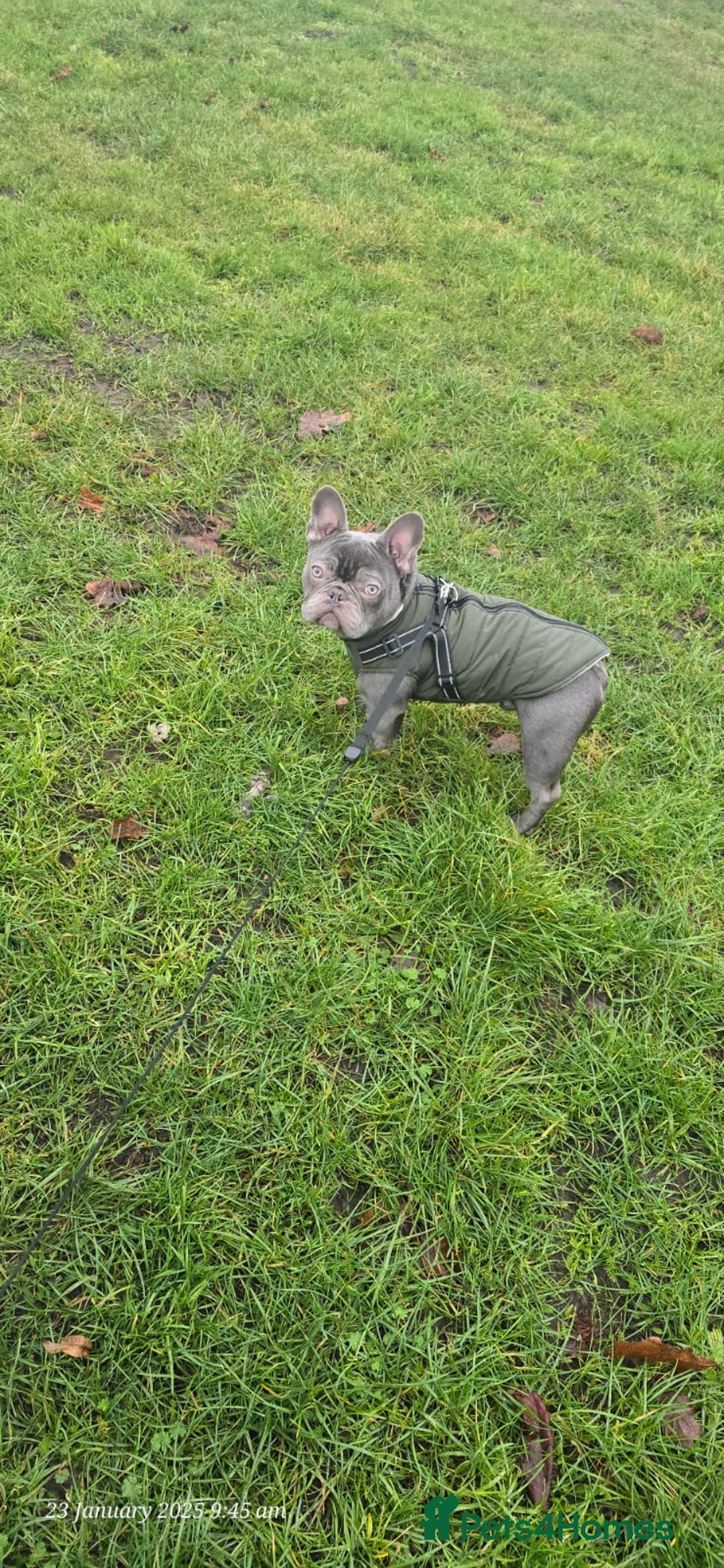 French Bulldog dogs for sale: French bulldog  - Image 11