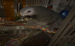 Parrots birds for sale: Semi Tame African Grey - Image 5