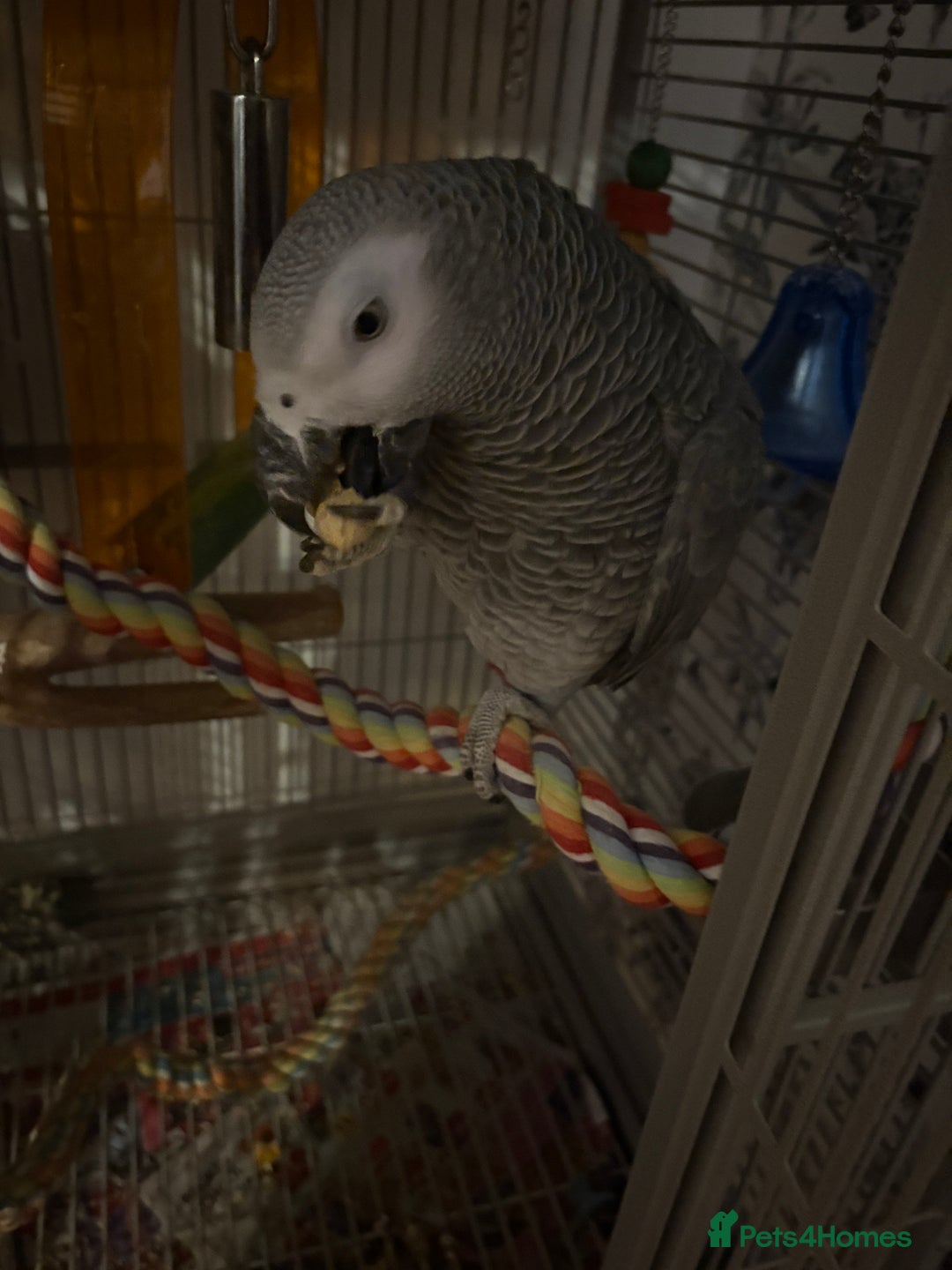 Parrots birds for sale: Semi Tame African Grey - Image 5