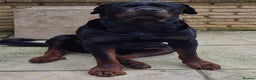 Rottweiler dogs for sale: Giant rottweiler pups,bred 4 size/health/temprment - Advert 6