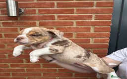Olde English Bulldogge dogs for sale: OLDE ENGLISH BULLDOGGE PUPPIES in Epping - Image 13