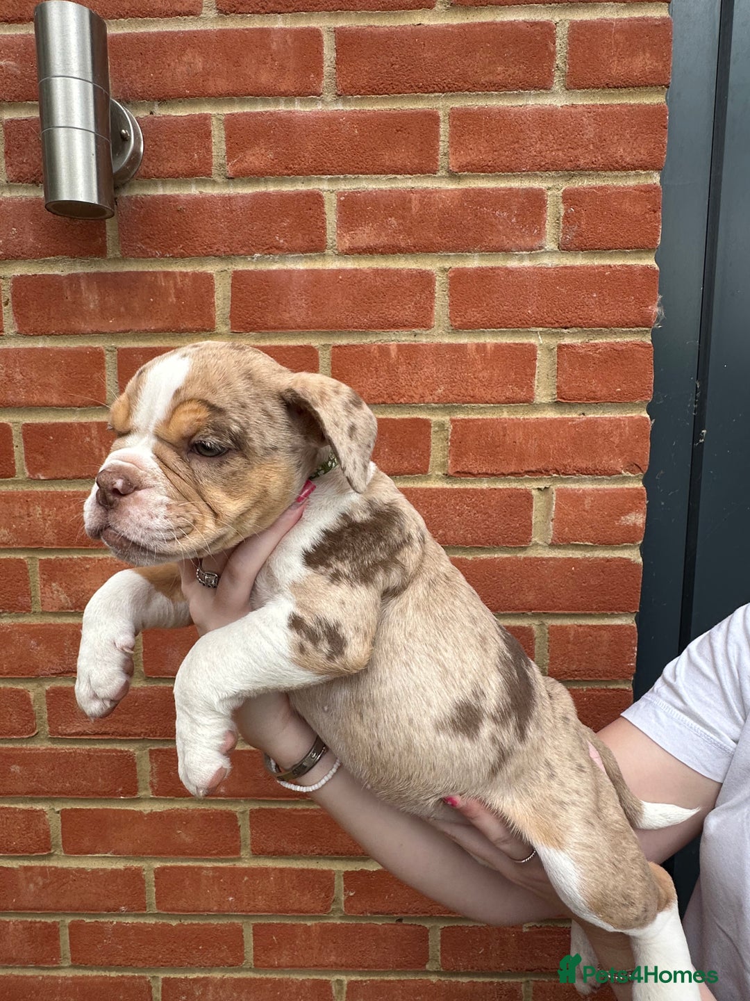 Olde English Bulldogge dogs for sale: OLDE ENGLISH BULLDOGGE PUPPIES in Epping - Image 13