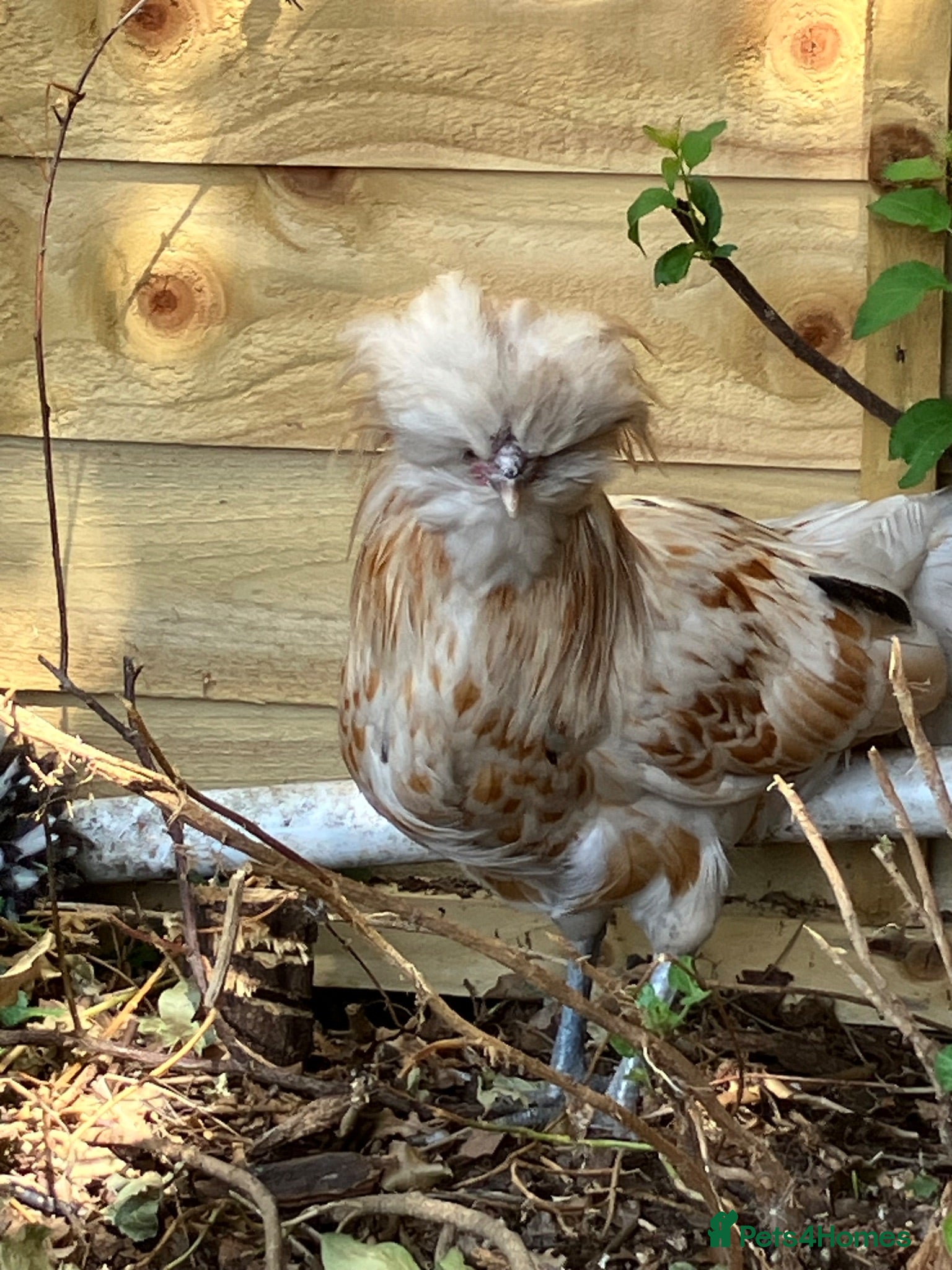 Chickens poultry Polish Cockerel - Advert 1