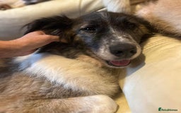 Mixed Breed dogs for adoption: Hilda - Norwich Norfolk  - Image 33