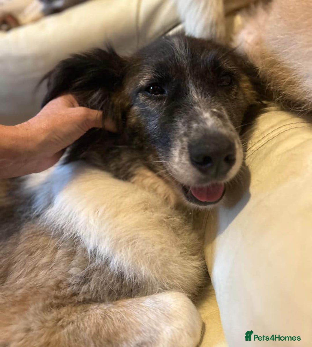 Mixed Breed dogs for adoption: Hilda - Norwich Norfolk  - Image 33