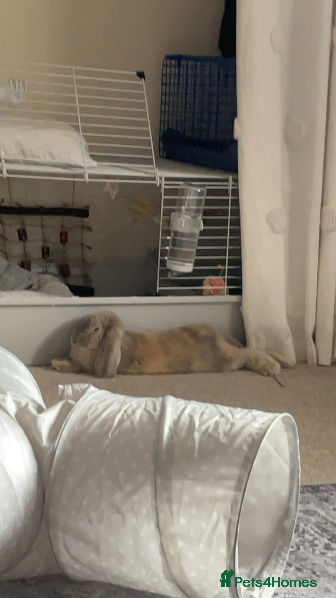 French Lop rabbits for sale: Gorgeous Giant French Lop - Advert 3