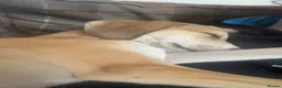 Mixed Breed dogs for sale: Goose - Advert 3