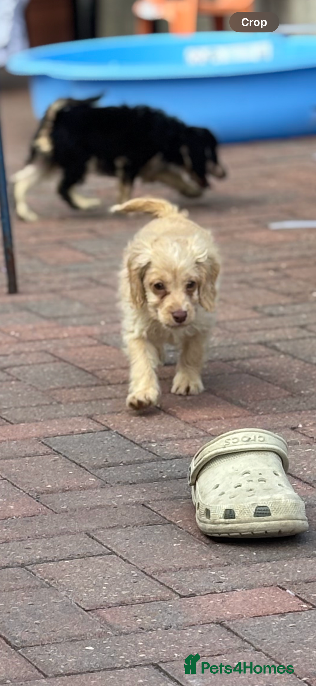 Cockapoo dogs for sale: 1male 1 female cockapoo  - Advert 8