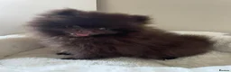Pomeranian dogs for sale: Absolutely stunning Pomeranian pup - Advert 2