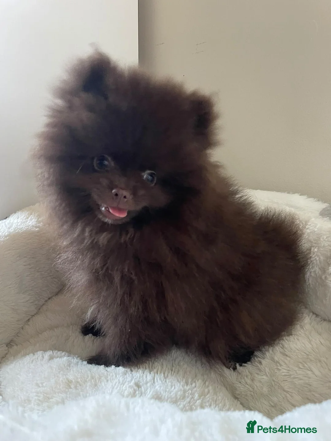 Pomeranian dogs for sale: Absolutely stunning Pomeranian pup - Advert 2