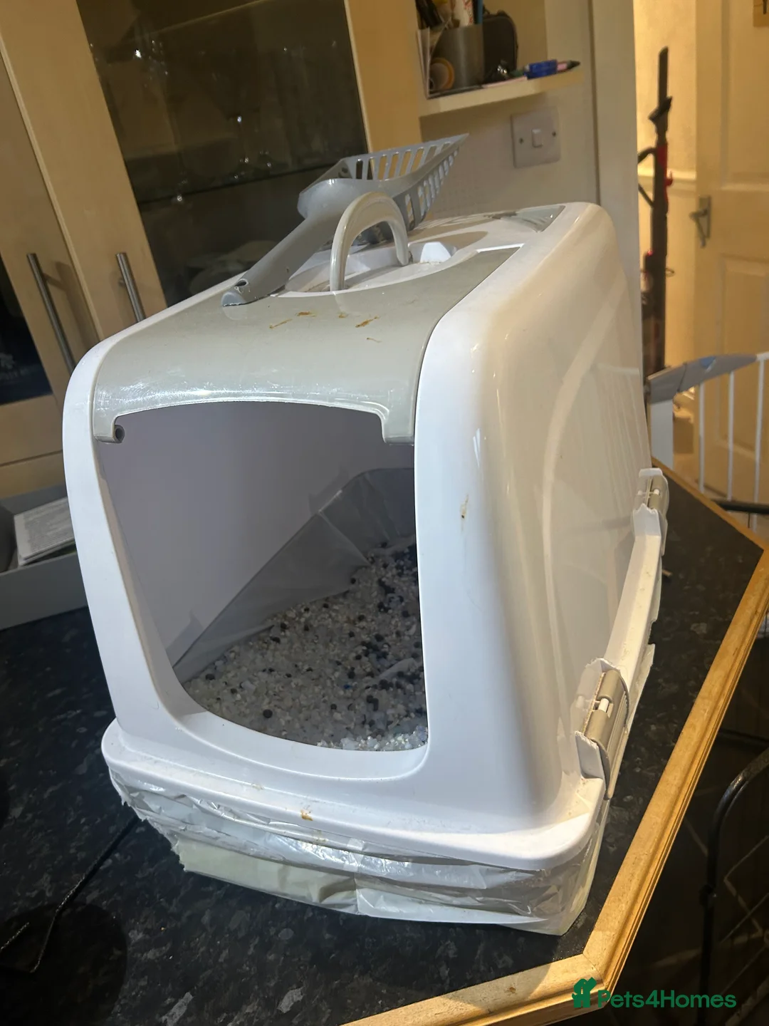 Mini Lop rabbits for sale: Mini Lop - Luna 🖤 - Advert 6