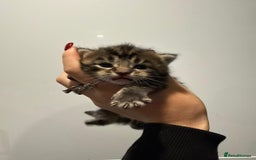 Mixed Breed cats for sale: 2 female kittens   - Image 1