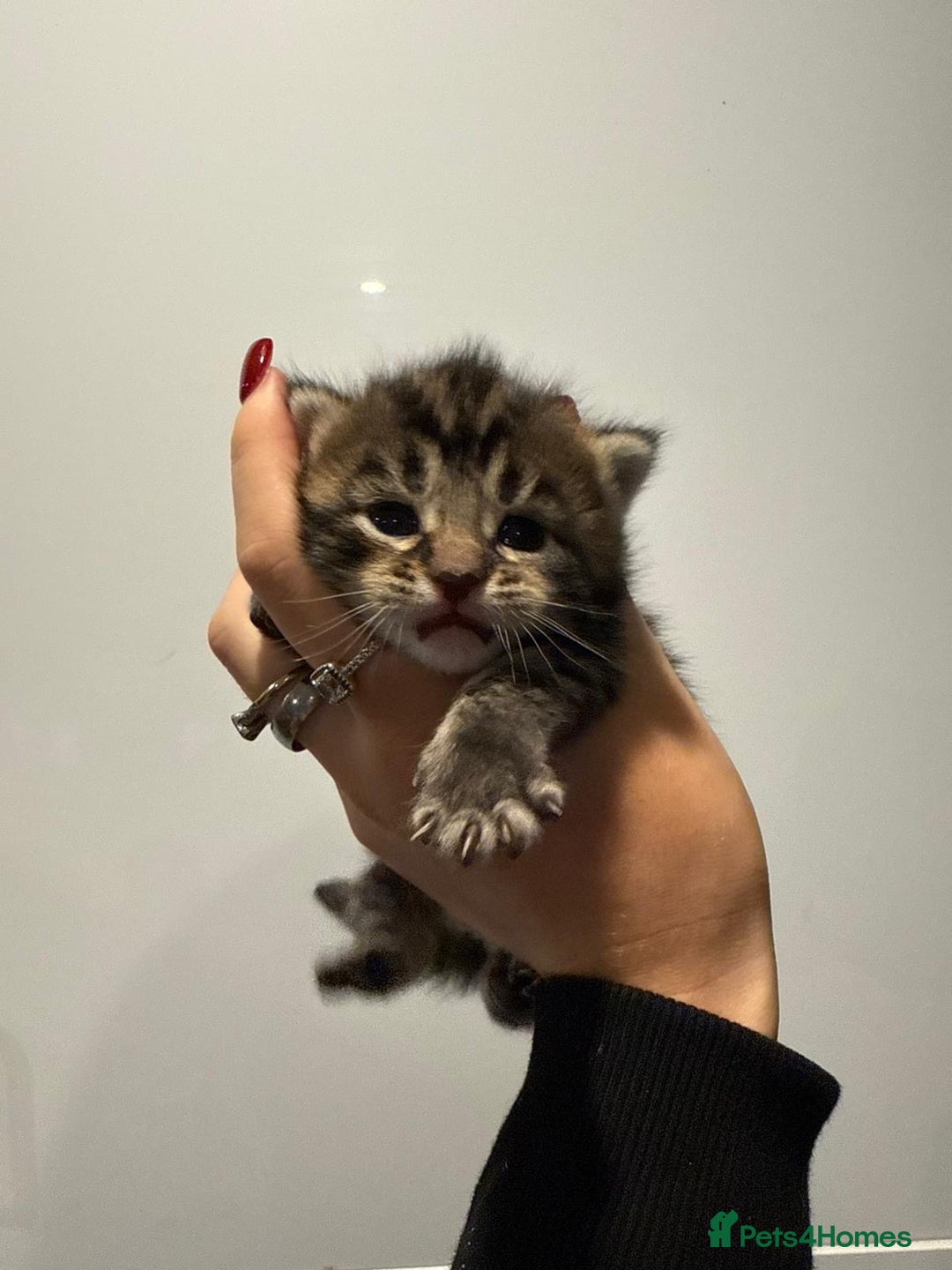 Mixed Breed cats for sale: 2 female kittens   - Image 1