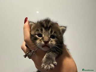 Mixed Breed cats - Advert 30