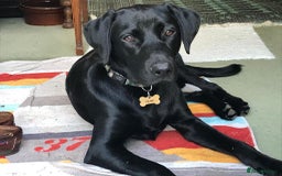 Labrador Retriever dogs for stud: KC Labrador, Health and DNA-Tested, Proven Stud in Cobham - Image 3