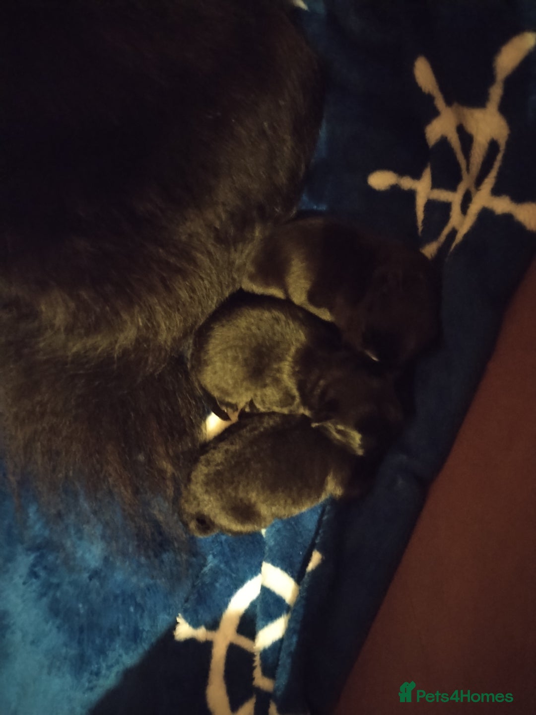 Pomeranian dogs for sale: Pomeranian for sale - Advert 4