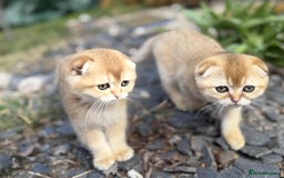Scottish Fold cats for sale: 1male  1 female READY TO COLLECT - Image 18