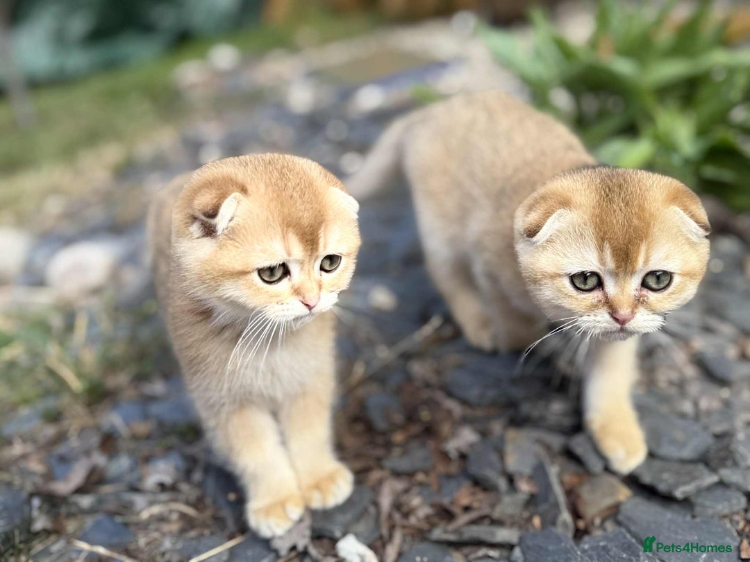 Scottish Fold cats for sale: 1male  1 female READY TO COLLECT - Image 18