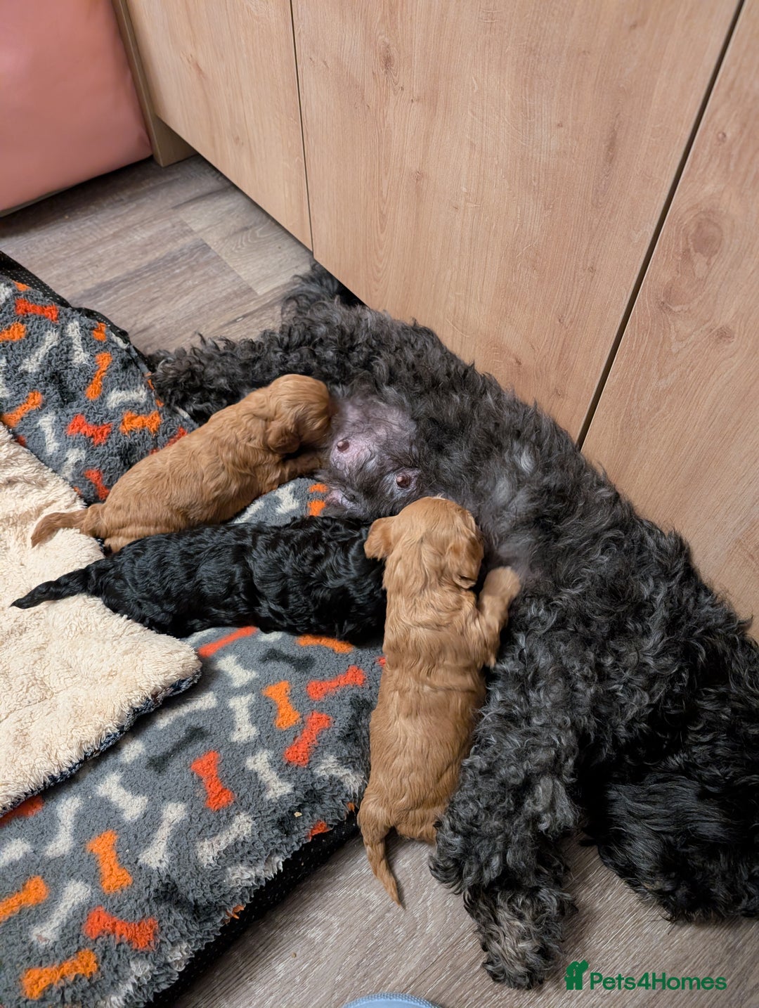 Lhasapoo dogs for sale: Female Lhasapoo for sale - Advert 5