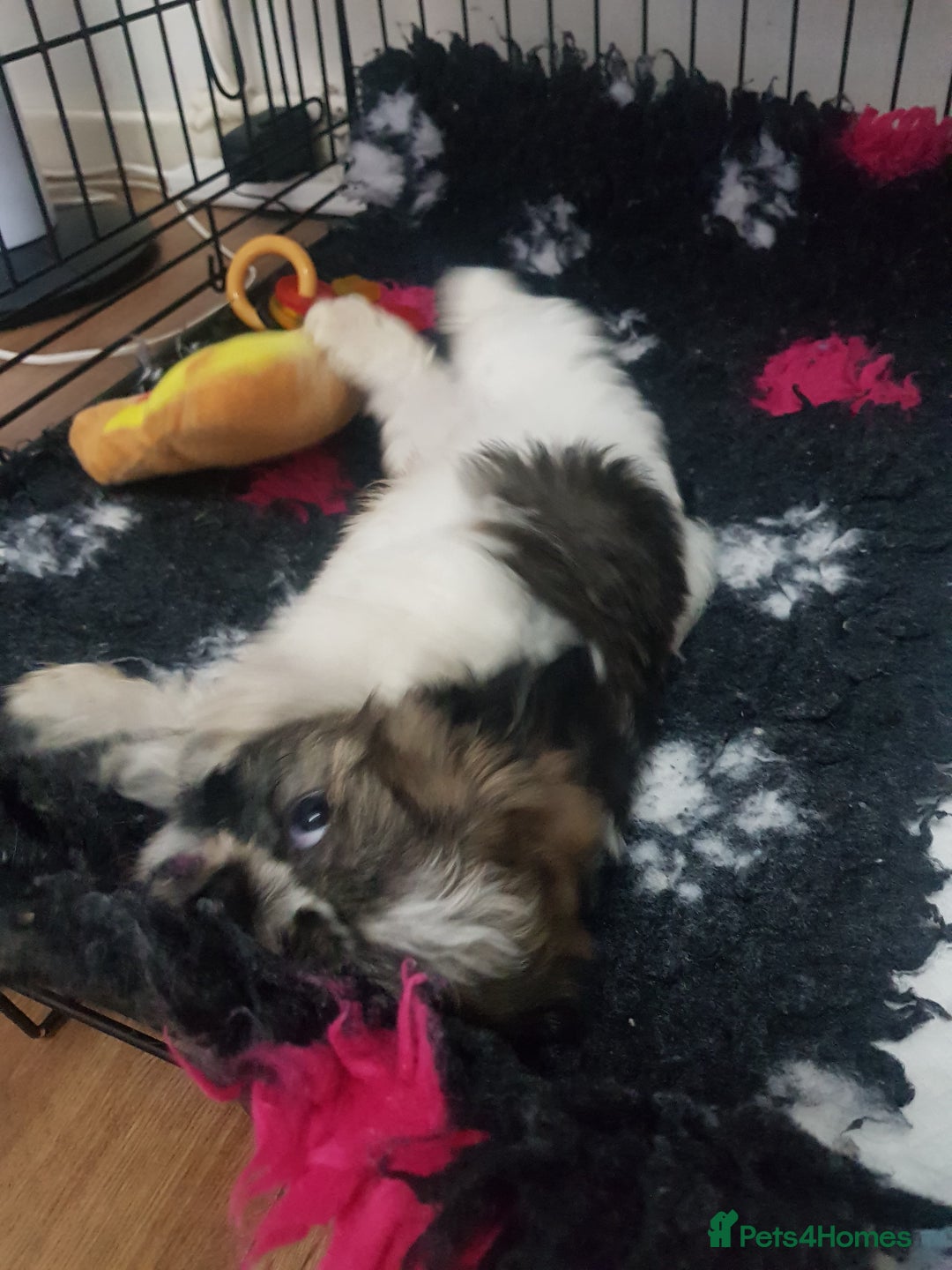 Shih Tzu dogs for sale: Shihtzu puppies  - Image 5