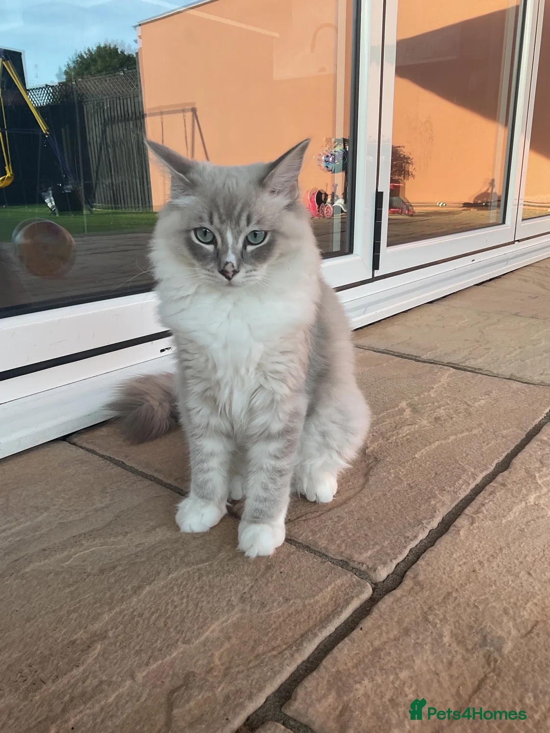 Ragdoll cats for sale: Beautiful 5 month old Mink Lynx Ragdoll - Advert 2