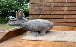 Continental Giant rabbits for sale: fer de Merberger - Image 3
