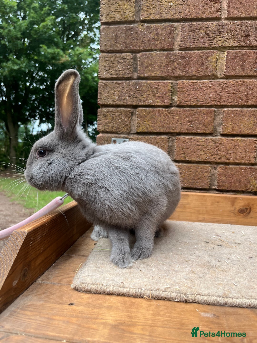 Continental Giant rabbits for sale: fer de Merberger - Image 3