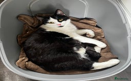 Mixed Breed cats for sale: 10 week old female - Image 4