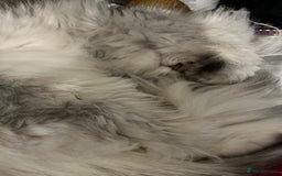 Persian cats for sale: Two Persian cats for sale - Image 7