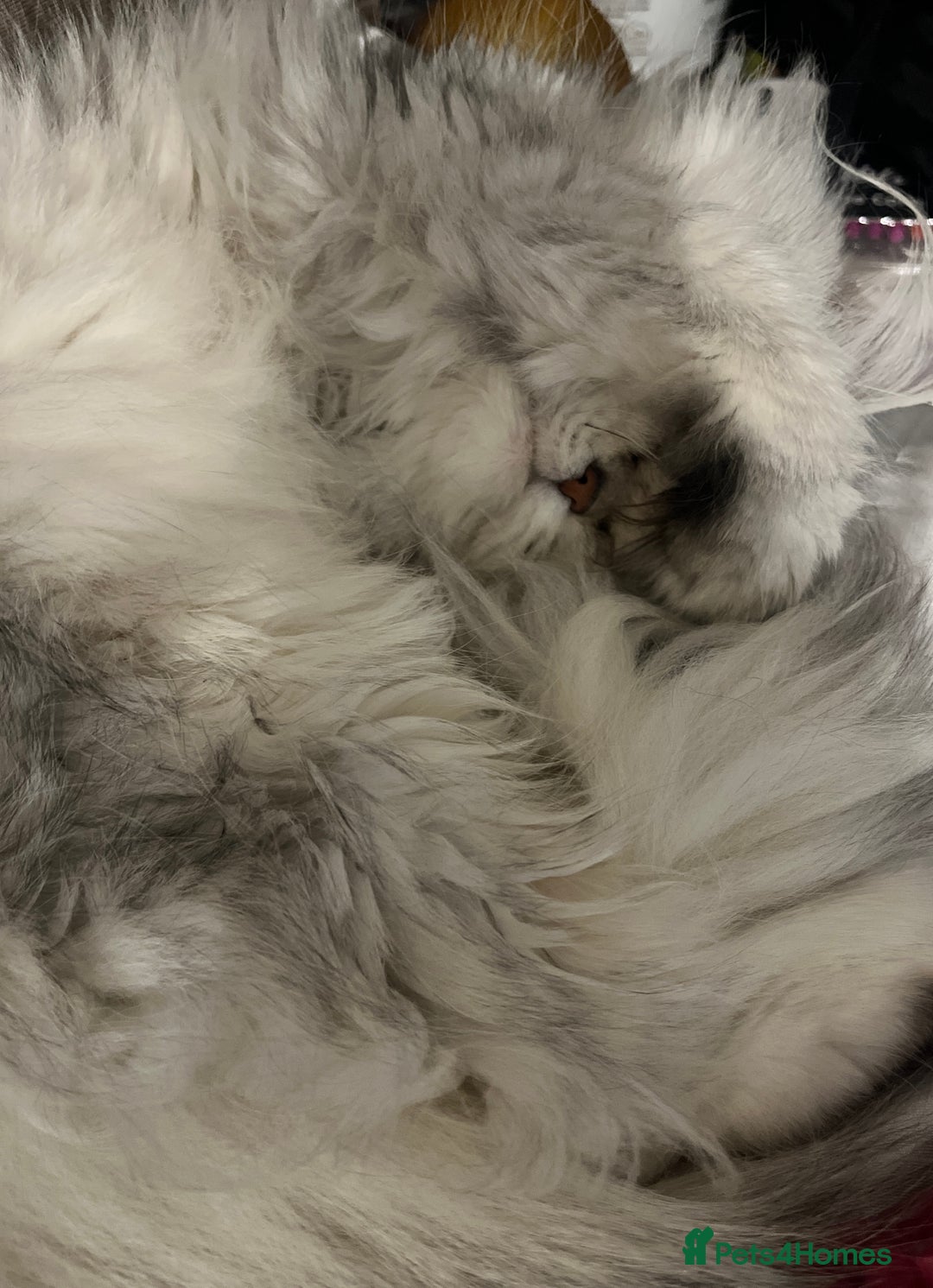 Persian cats for sale: Two Persian cats for sale - Image 7